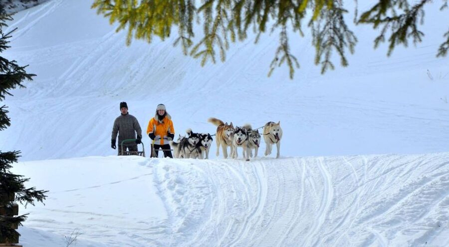 From Krakow: Dogsled Ride in Tatra Mountain - Key points before you book