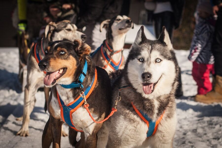 From Krakow: Dogsled Ride in Tatra Mountain - Who will enjoy this dogsled trip