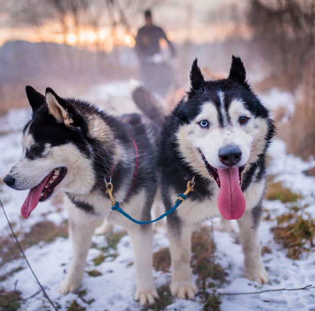 From Krakow: Dogsled Ride in Tatra Mountain - Learning the harness and sled equipment