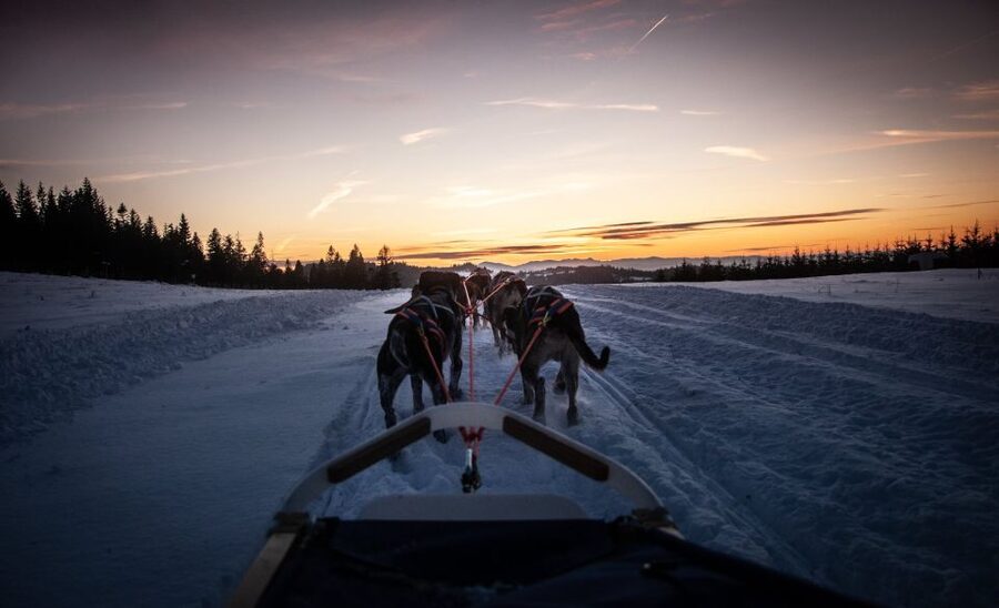 From Krakow: Dogsled Ride in Tatra Mountain - What the transfer is really worth