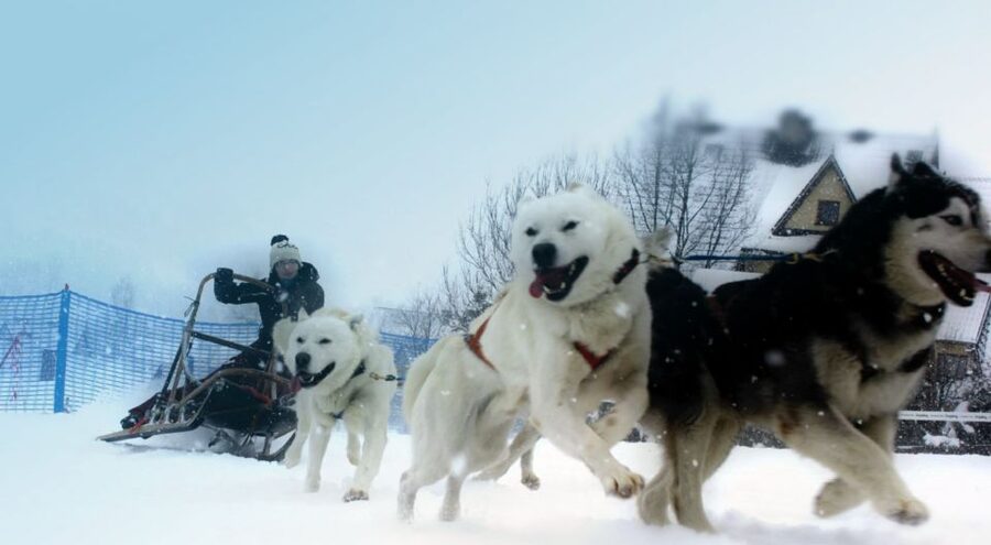 From Krakow: Dogsled Ride in Tatra Mountain - Guides, organization, and timing