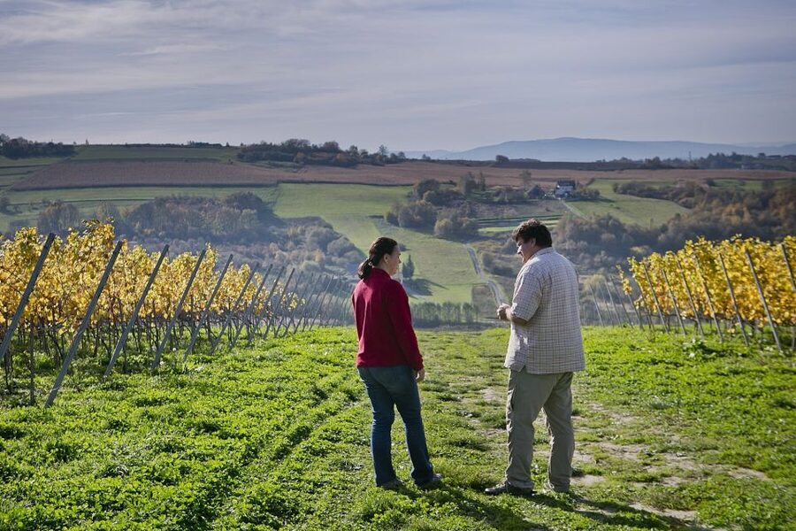 From Krakow: Wine Tasting at Vineyard - Should you book this vineyard tour?