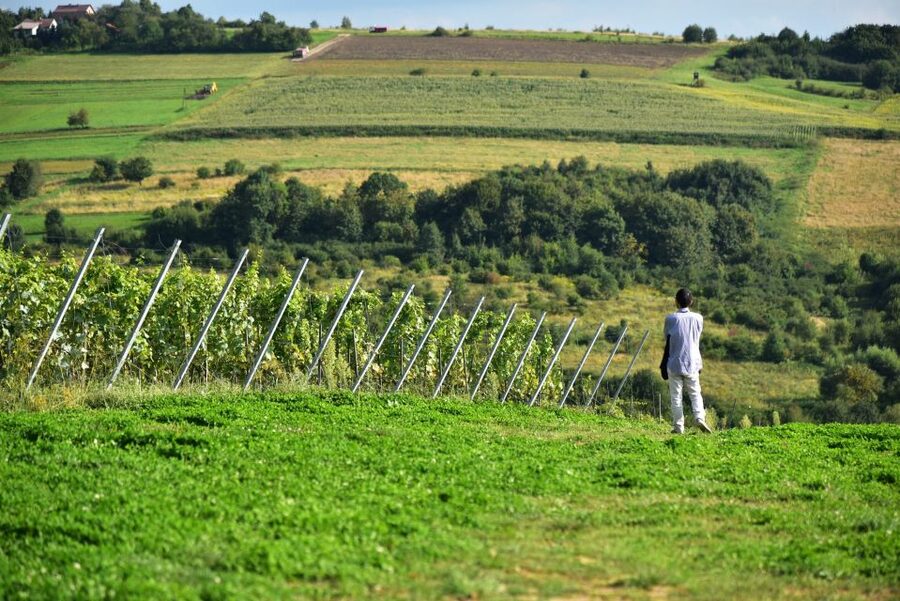 From Krakow: Wine Tasting at Vineyard - Organic farming and the value of the walk