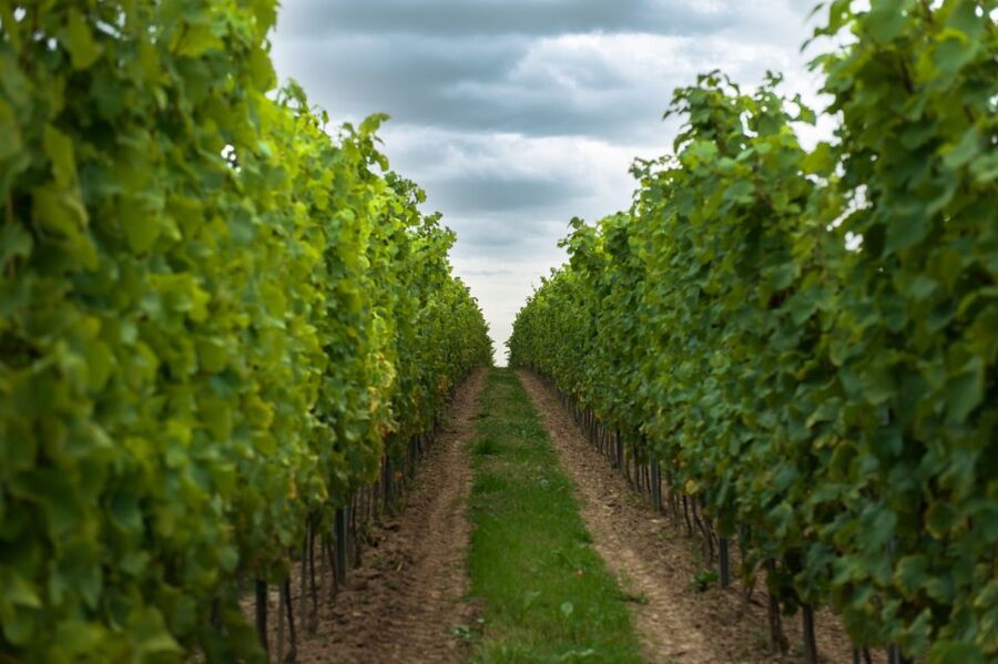 From Krakow: Wine Tasting at Vineyard - Is $224 per person reasonable?