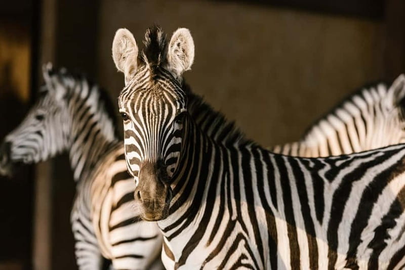 From Krakow: Zoo Trip with Private Luxury Transfer - Key points at a glance