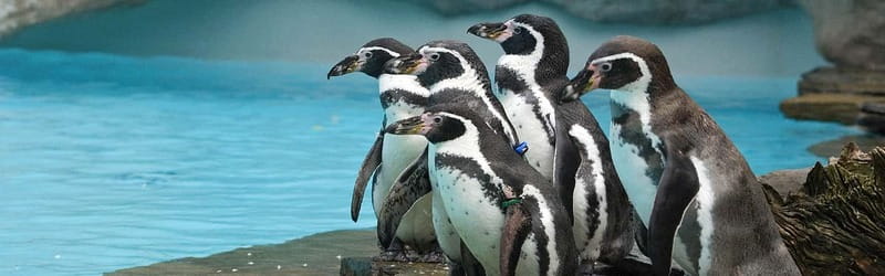 From Krakow: Zoo Trip with Private Luxury Transfer - The pickup from your Krakow hotel