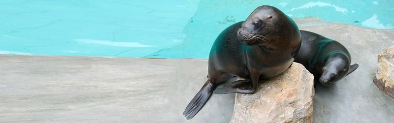 From Krakow: Zoo Trip with Private Luxury Transfer - Two hours among the animals
