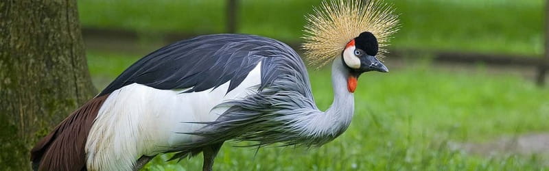 From Krakow: Zoo Trip with Private Luxury Transfer - Why the forest setting adds value