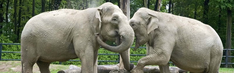 From Krakow: Zoo Trip with Private Luxury Transfer - Price, convenience, and the real value