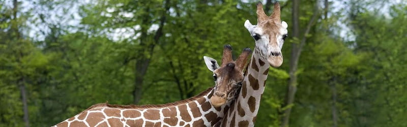 From Krakow: Zoo Trip with Private Luxury Transfer - Who should choose this Krakow outing