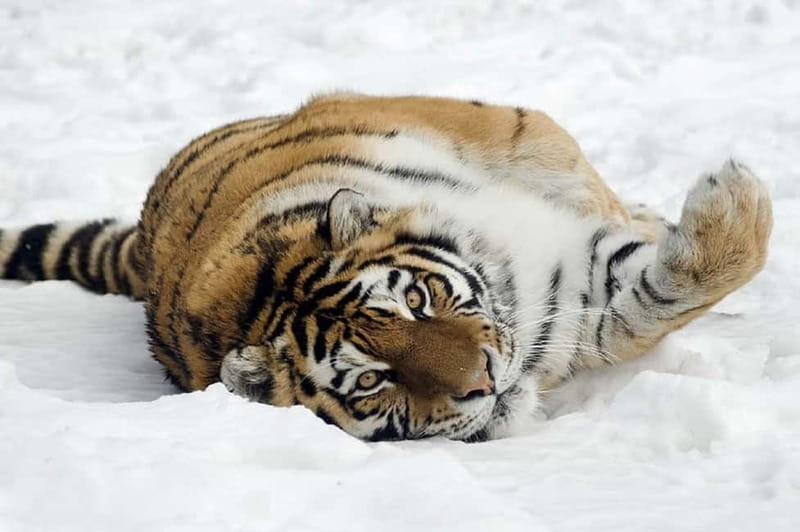 From Krakow: Zoo Trip with Private Luxury Transfer - Practical timing and what to bring
