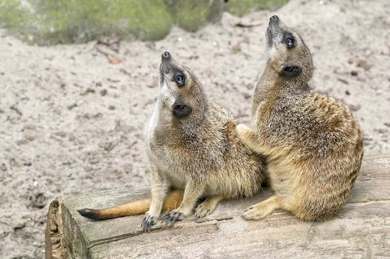 From Krakow: Zoo Trip with Private Luxury Transfer - What you can see inside the zoo