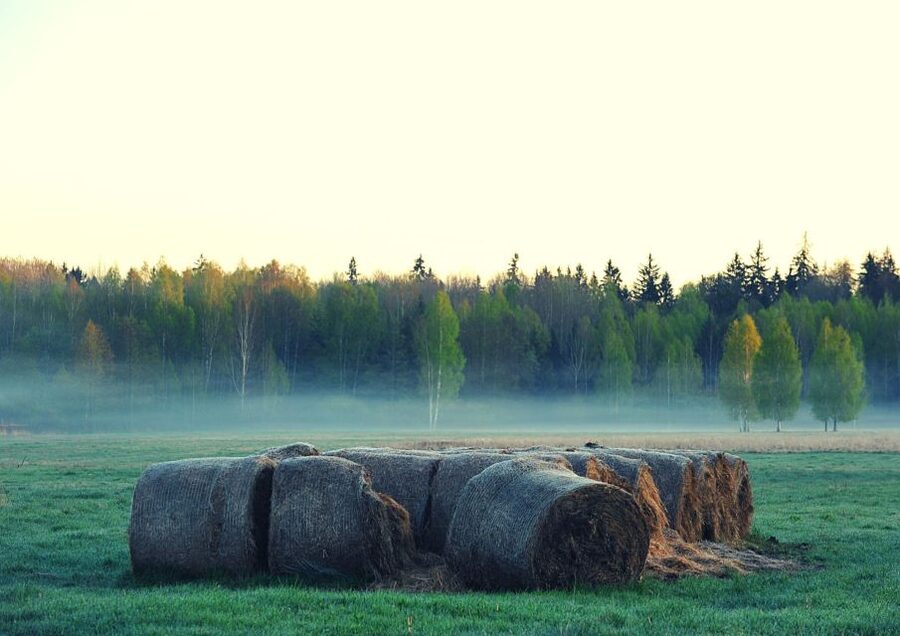 From Warsaw: Small-Group Tour to Bialowieza National Park - What the $399 price really covers