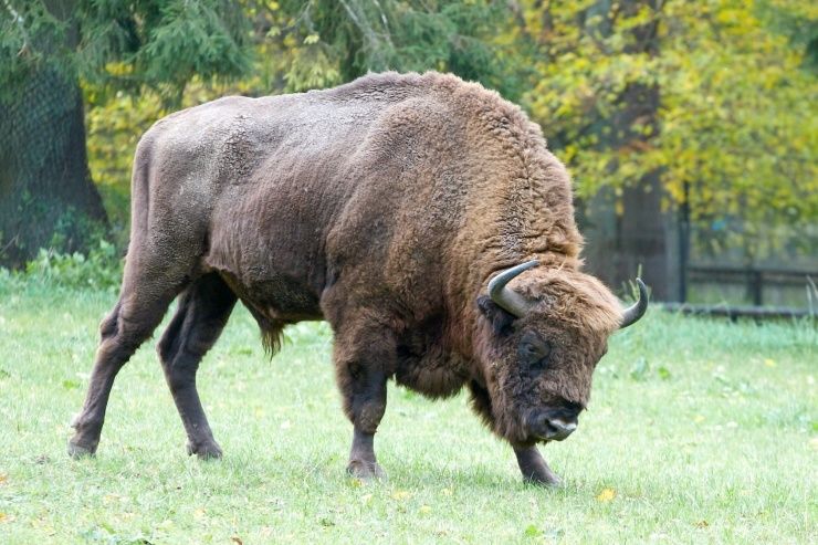 From Warsaw: Small-Group Tour to Bialowieza National Park - The 15-hour day from central Warsaw