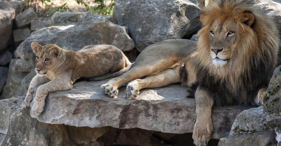 Gdansk: Oliwa Zoo with Tickets and Roundtrip Transportation - Key points to know before you book
