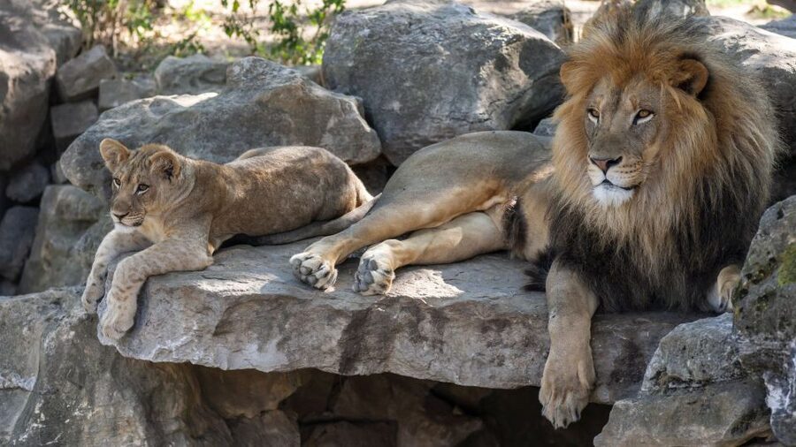 Gdansk: Oliwa Zoo with Tickets and Roundtrip Transportation - Entering the zoo with your ticket ready