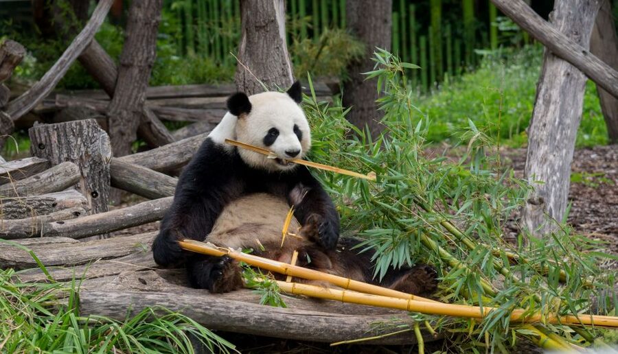 Gdansk: Oliwa Zoo with Tickets and Roundtrip Transportation - Is $95 good value for this outing?
