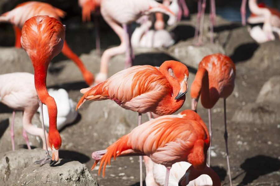 Gdansk: Oliwa Zoo with Tickets and Roundtrip Transportation - Should you book the Oliwa Zoo transfer?