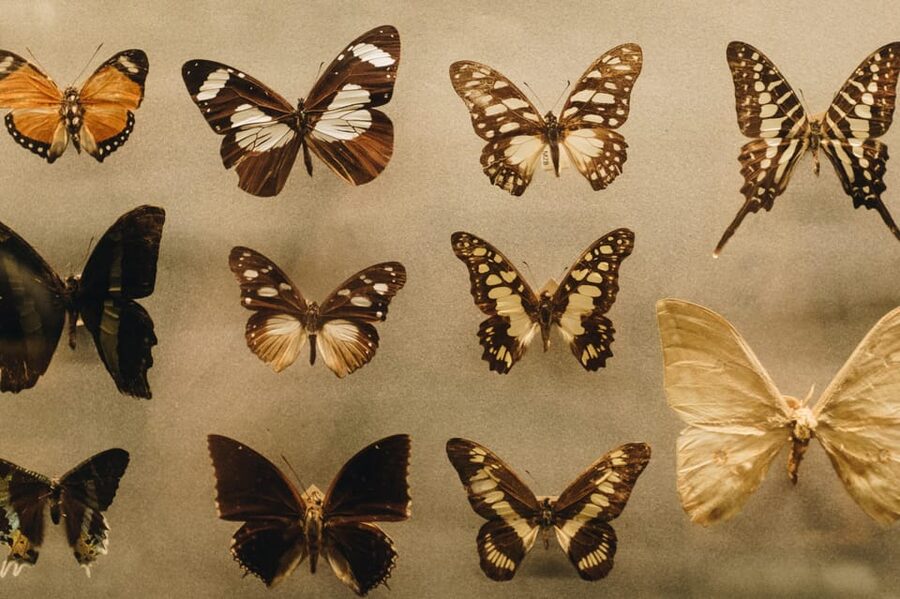 Krakow: Living Butterflies Museum ''House Of Attractions'' - Guides, languages, and the learning side