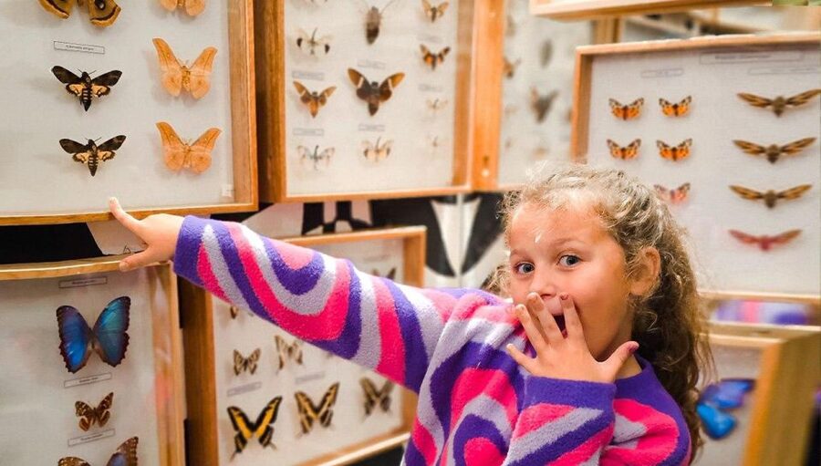 Krakow: Living Butterflies Museum ''House Of Attractions'' - What the visit may feel like from start to finish