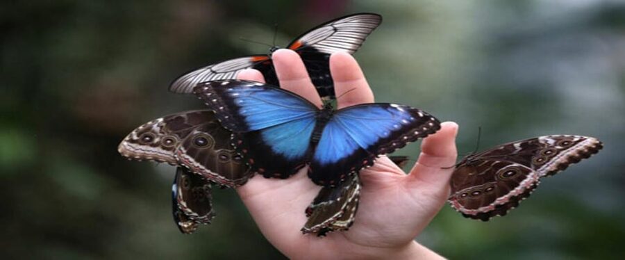 Krakow: Museum of Living Butterflies 2+1 - A close look at Krakow’s living butterflies