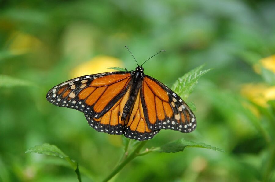 Krakow: Museum of Living Butterflies 2+1 - What you learn about Lepidoptera