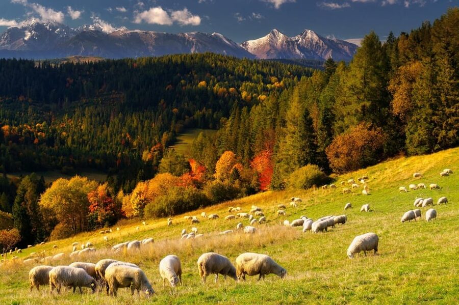Krakow: Zakopane, Thermal Baths, Cable Car, Vodka, Oscypek - The ride south from Krakow