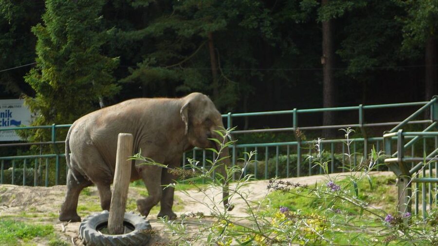 Krakow: Zoo Tour with Private Transport and Tickets - Key points to know before booking