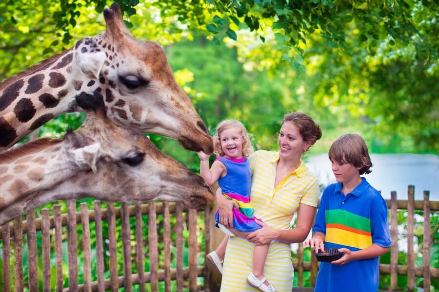 Krakow: Zoo Tour with Private Transport and Tickets - Leaving Krakow for a forest zoo