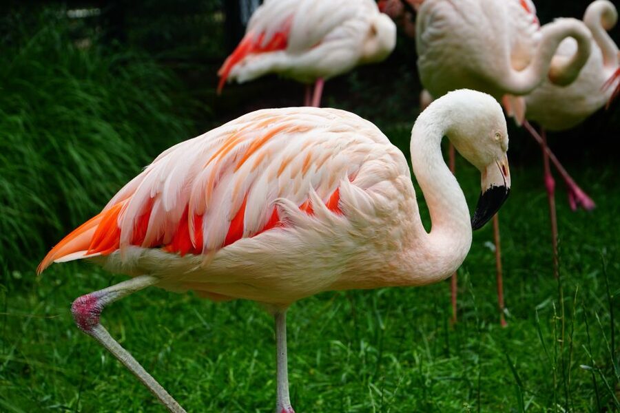 Krakow: Zoo Tour with Private Transport and Tickets - Entering with skip-the-line tickets