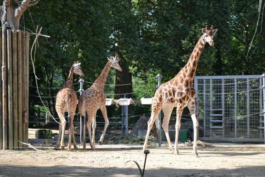 Krakow: Zoo Tour with Private Transport and Tickets - Animals to look for inside the zoo