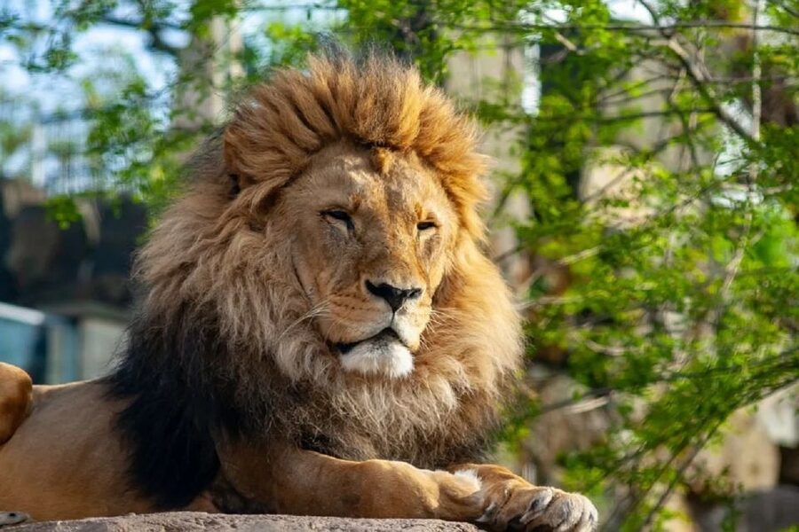 Krakow: Zoo Tour with Private Transport and Tickets - Three hours of walking and looking