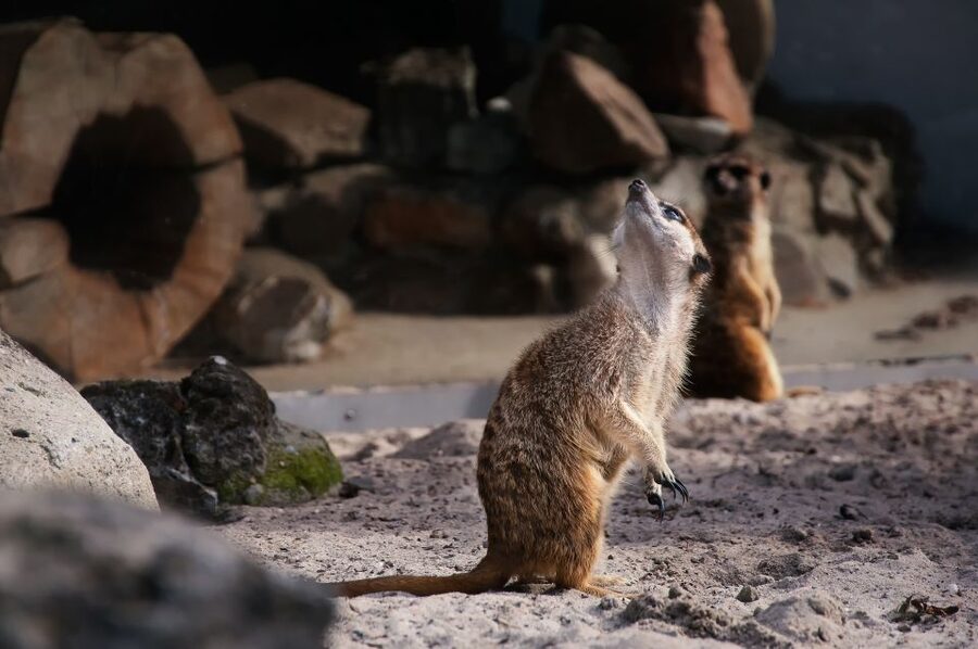Krakow: Zoo Tour with Private Transport and Tickets - What the private pickup really adds