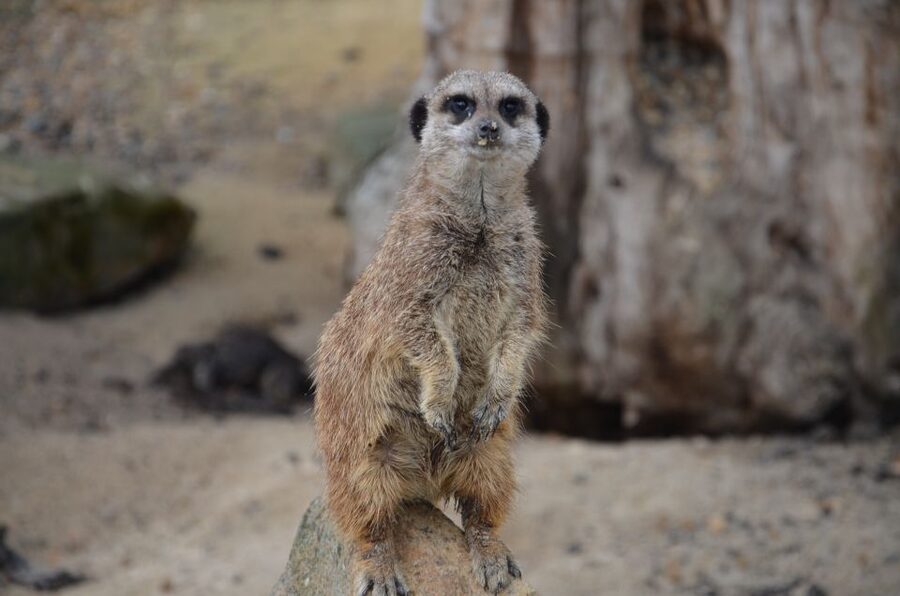 Krakow: Zoo with Hotel Pickup - Why Krakow Zoo works well as a half-day outing