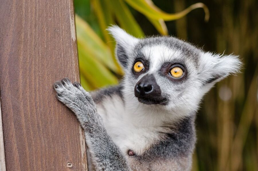 Krakow: Zoo with Hotel Pickup - Is $56 good value?