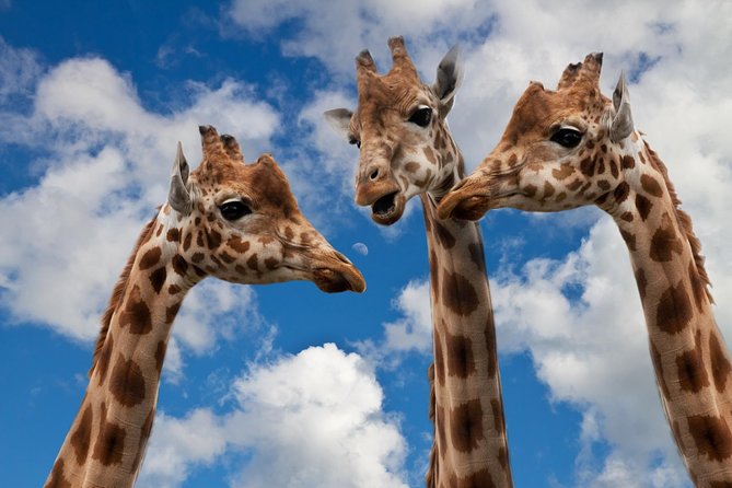 Krakow: Zoo with Hotel Transfer - Key points to know before you book
