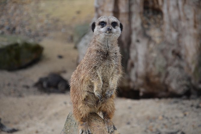 Krakow: Zoo with Hotel Transfer - A comfortable 25-minute ride outside Krakow
