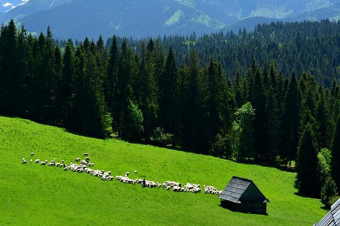 Zakopane Tour from Krakow – Highland Experience & Stunning Views - Oscypek, shepherd traditions, and a local tasting